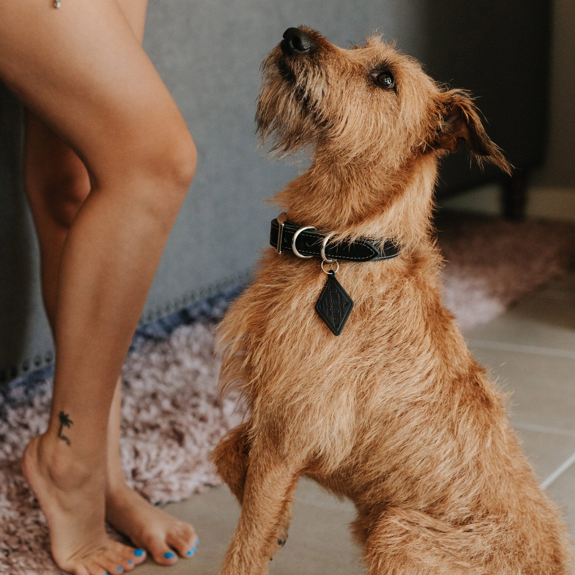 BlackLeatherDogCollar.jpg