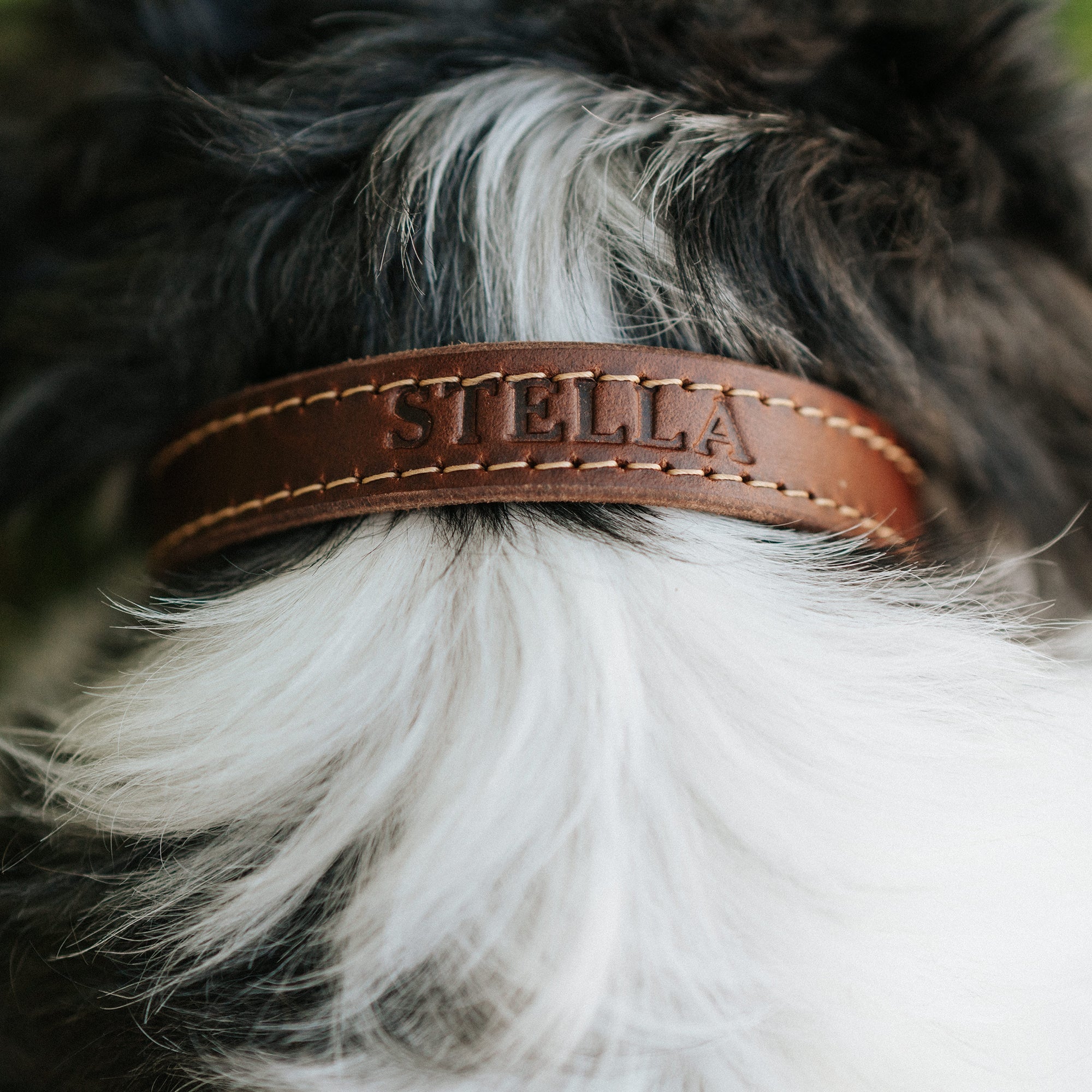 LeatherDogCollar-Designer-OxfordNatural.jpg